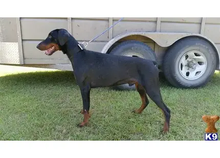 Doberman Pinscher